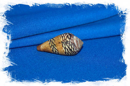 Конус меркатор (Conus mercator)