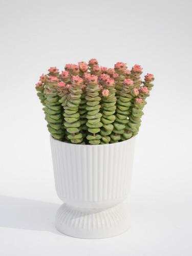 Микс растений