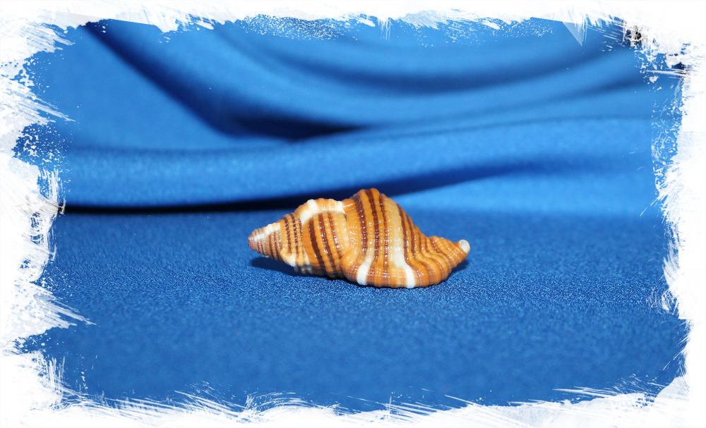 Septa hepatica, Cymatium Hepaticum