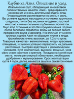 Клубника Азия среднеранняя урожайная