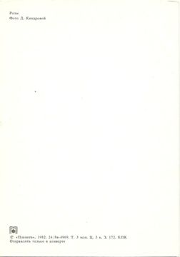 Почтовая карточка "Роза" фото Д. Киндровой