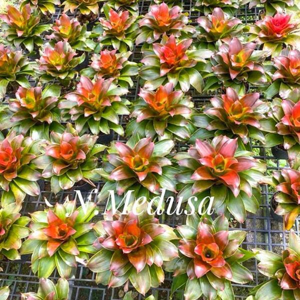 Неорегелия MEDUSA