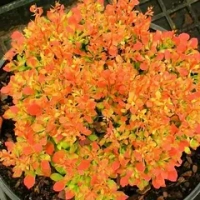 Барбарис Тунберга Голден Рокет С3 Закупка М60 июнь 2026