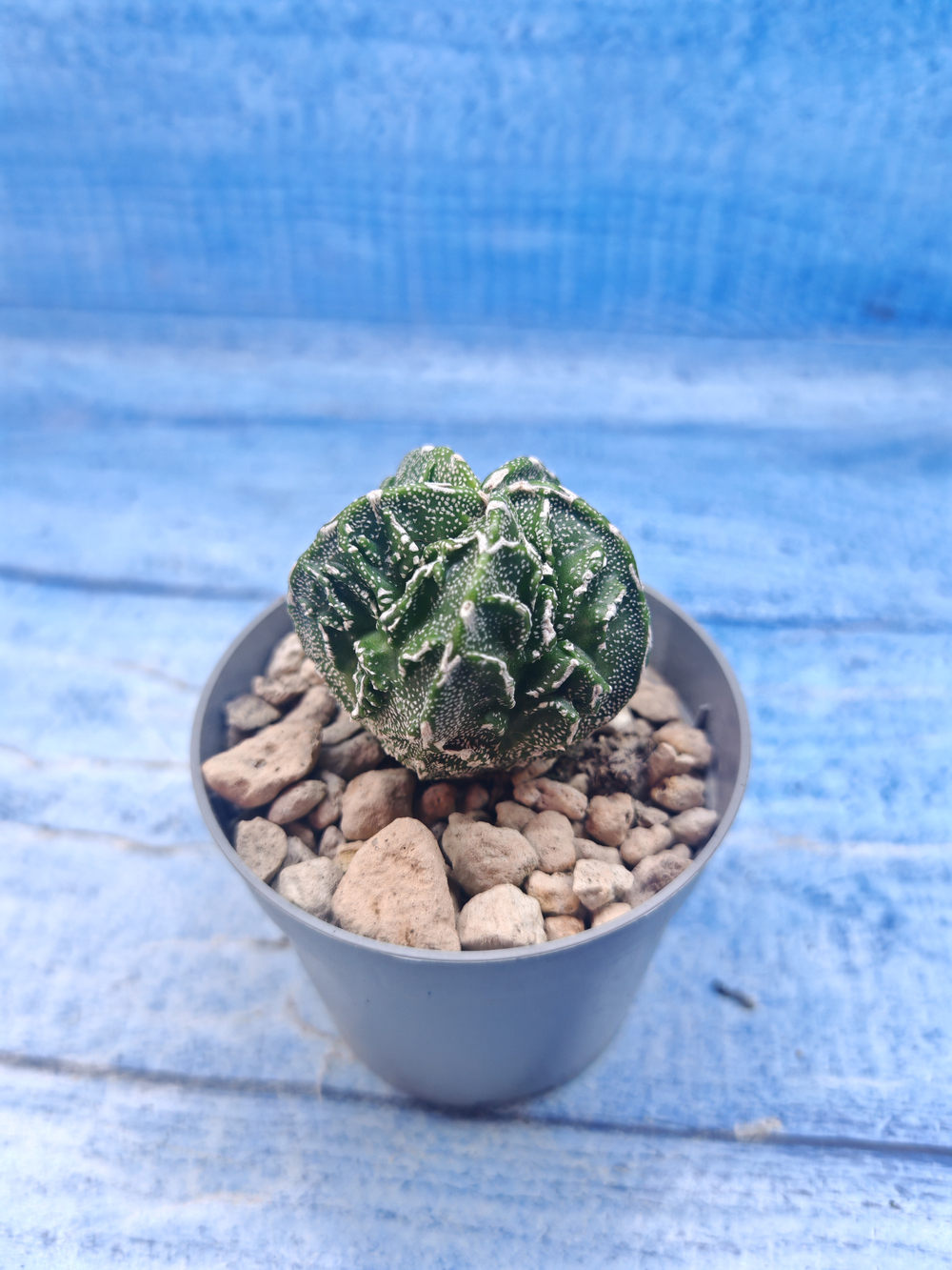Astrophytum Myriostigma Fukuryu (Астрофитум)