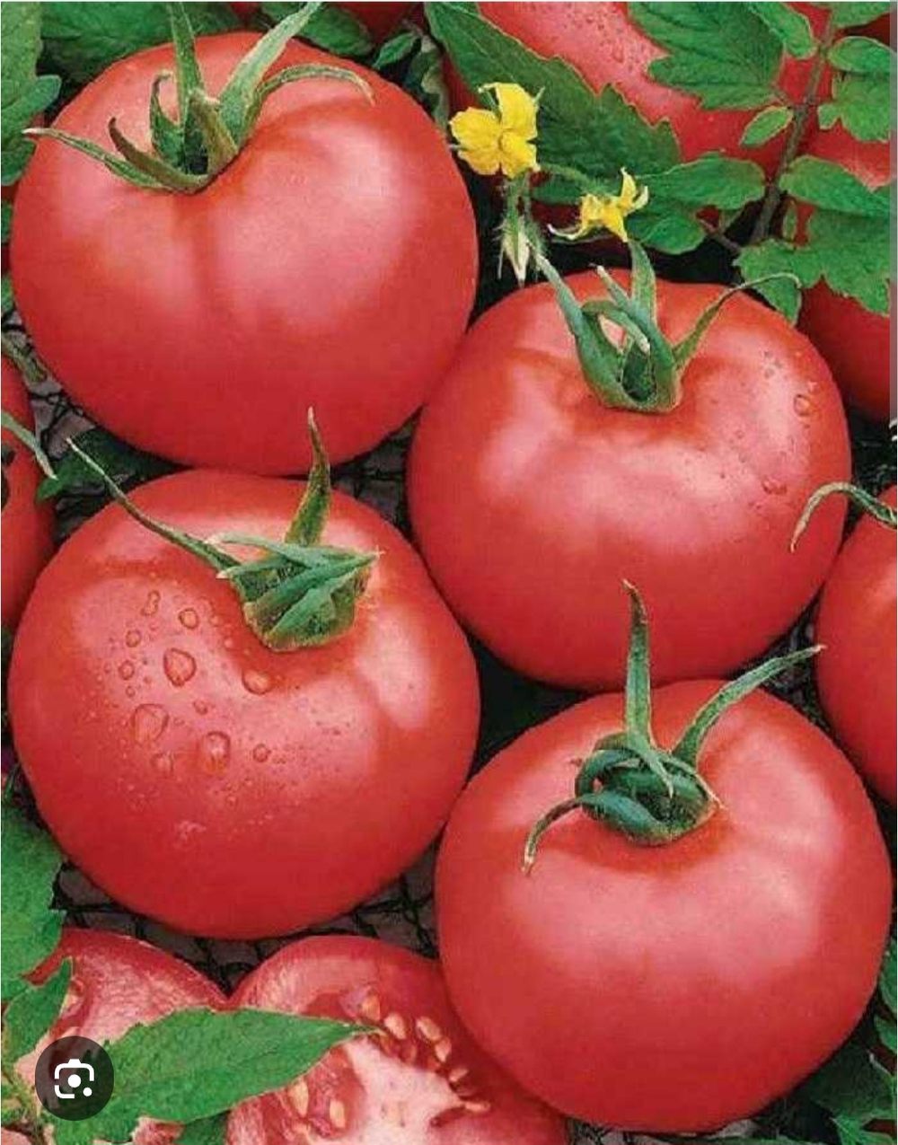 Томат розовый Макан F1 - Macan F1 1000шт