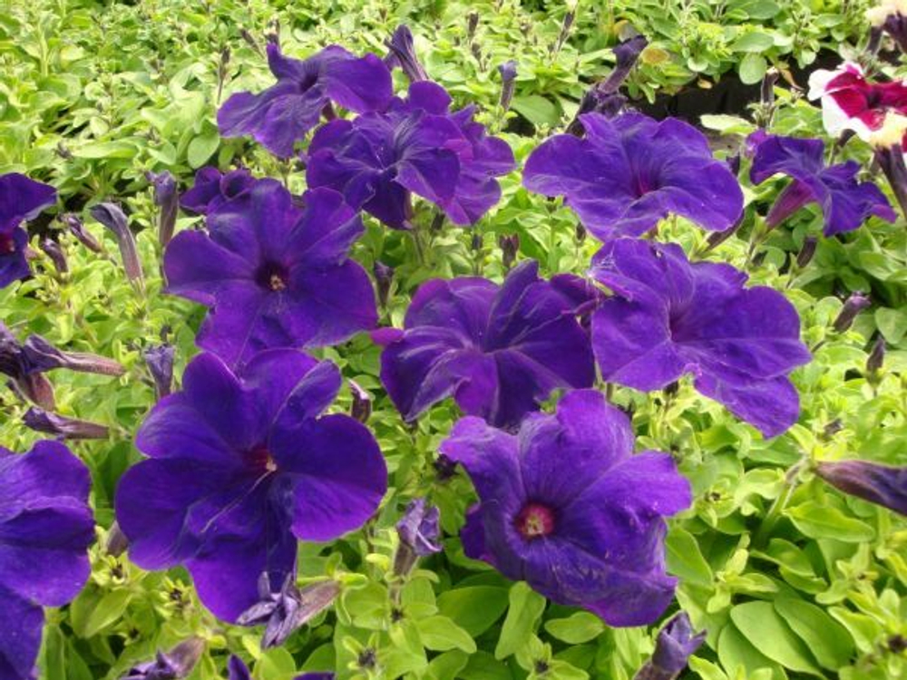 Петуния грандифлора Игл Блю (1000шт) Витагрин Профи