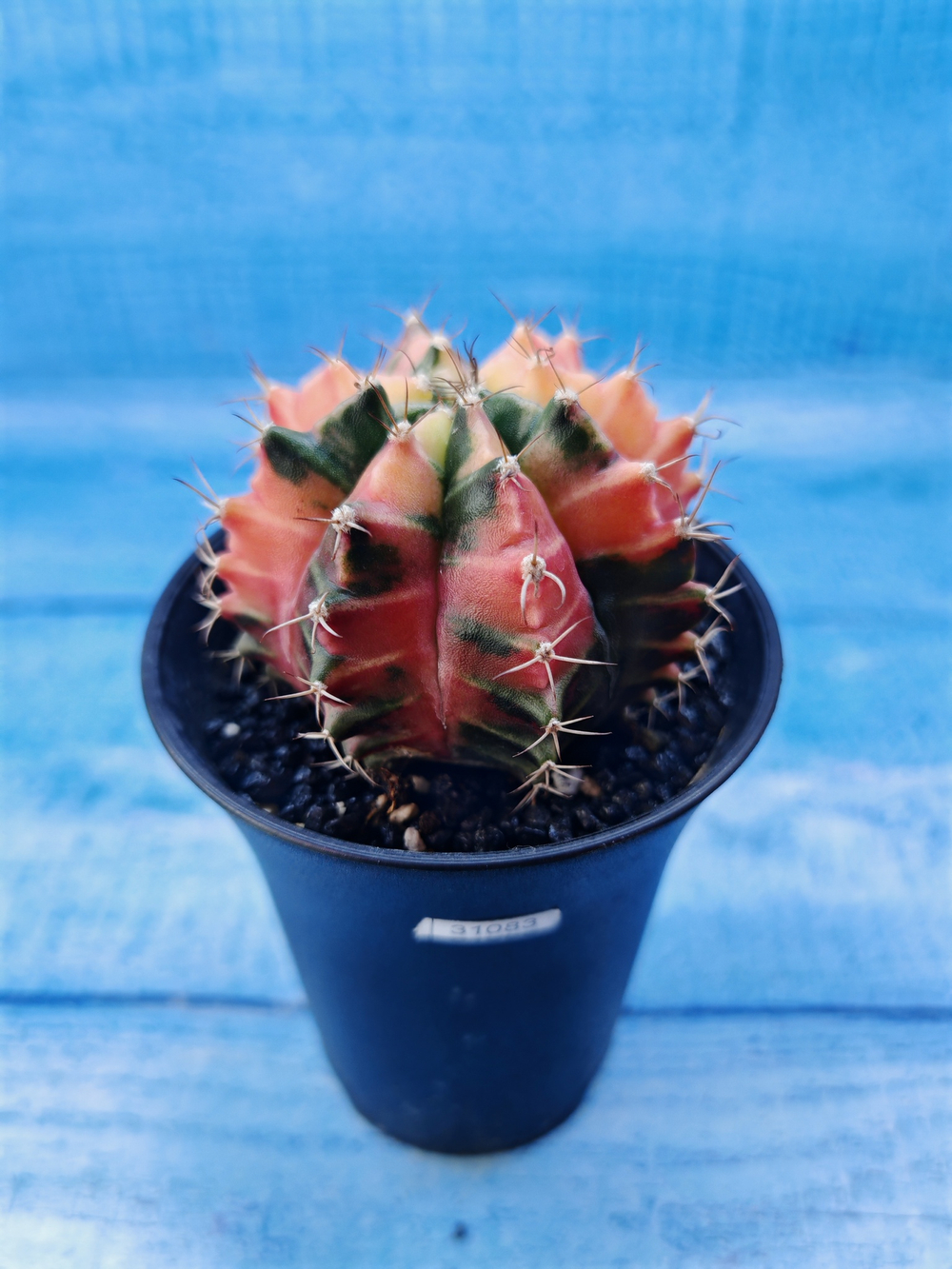 Gymnocalycium Variegata (Гимнокалициум Вариегатный)