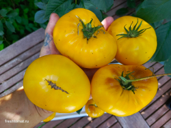 Гном Жёлтая долина Клэр (Dwarf Clare Valley yellow) сорт томата