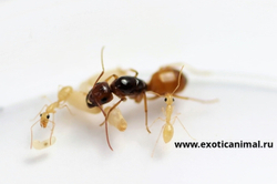Муравьи Camponotus turkestanus