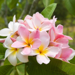 Плюмерия SLAFTER PINK