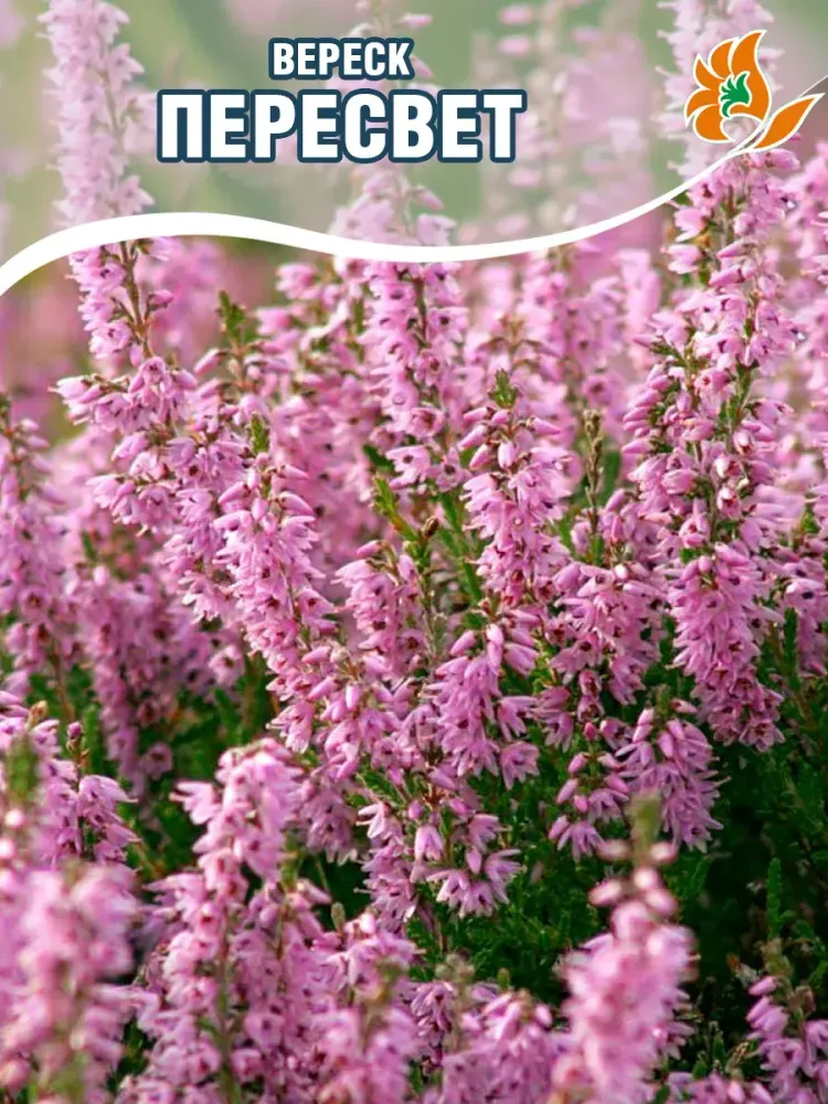 Вереск Пересвет Р9 Закупка М45 апрель 2026