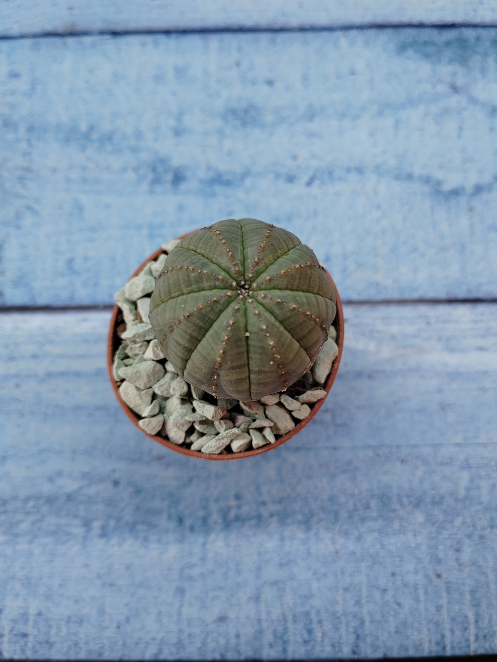Euphoria Obesa (Эуфорбия)