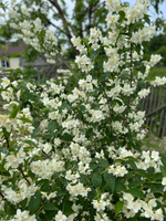 Гидролат чубушника (жасмина садового)