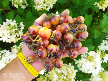 Кремовый аметист (Amethyst Cream Cherry) сорт томата