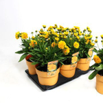 Кореопсис "Golden Sphere"