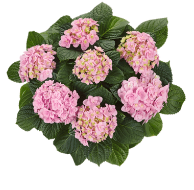 Гортензия крупнолистная (Macrophylla) Florentina Pink 12 шт.