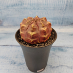 Gymnocalycium Daydream (Гимнокалициум)