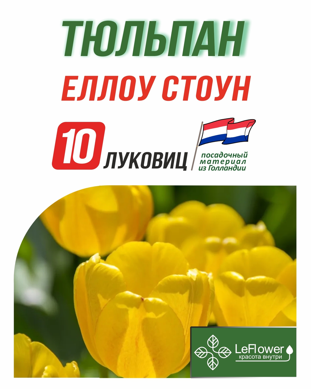 Тюльпан Луковица, Еллоу Стоун, 10шт