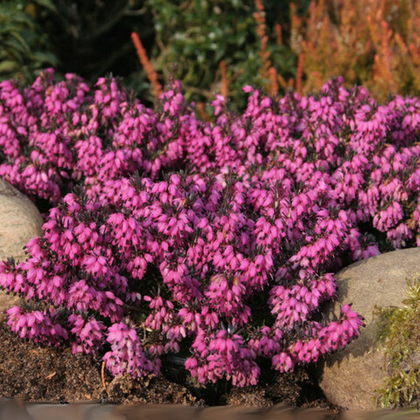 Эрика Атрорубра