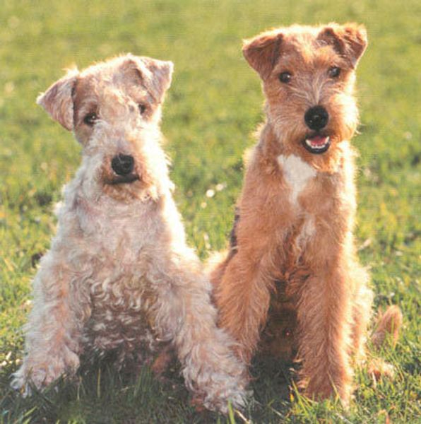 Лейкленд-терьер Лейкленд-терьер