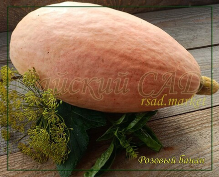 Тыква Розовый Банан/Сем Алт/цп 1 гр. НОВИНКА!