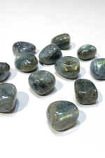 Лабрадор галтовка