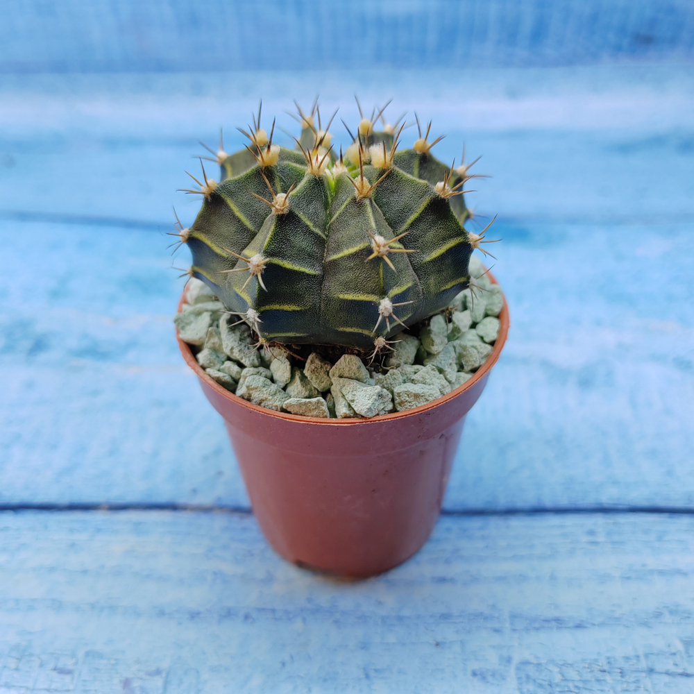 Gymnocalycium Friedrichii (Гимнокалициум)
