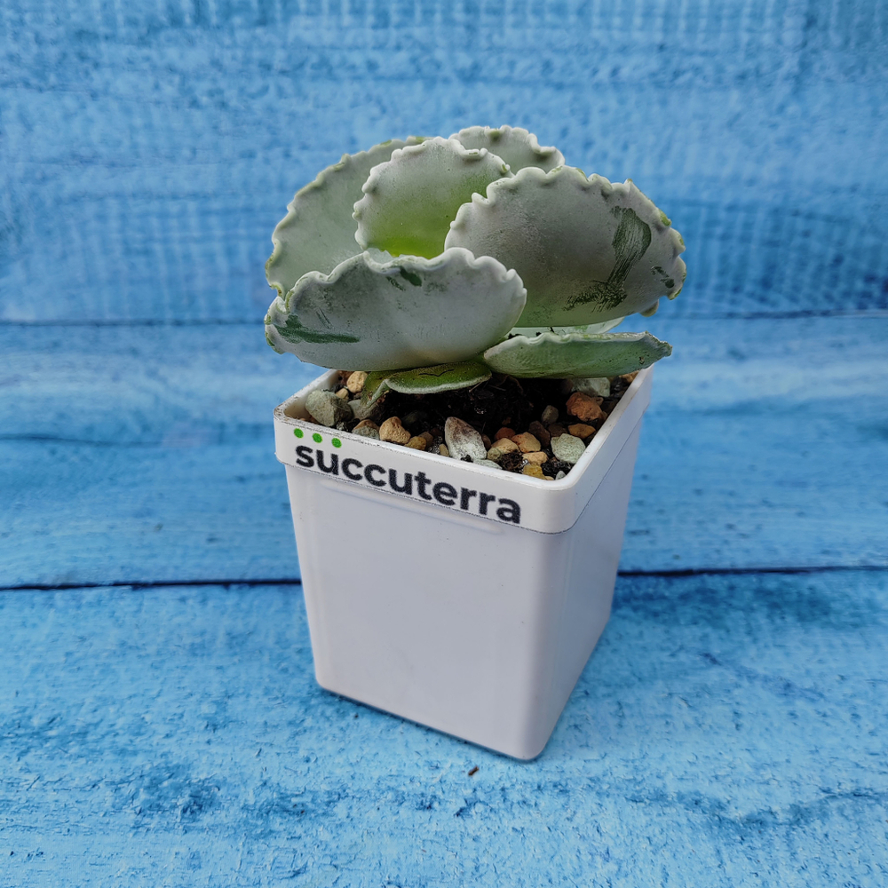 Cotyledon Undulata (Котиледон)