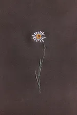 Шоппер Гербарий Ромашка коричневый