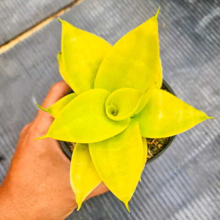 Сансевиерия HAHNII GOLDEN LEMON