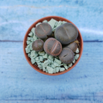 Lithops sp. (Литопсы)