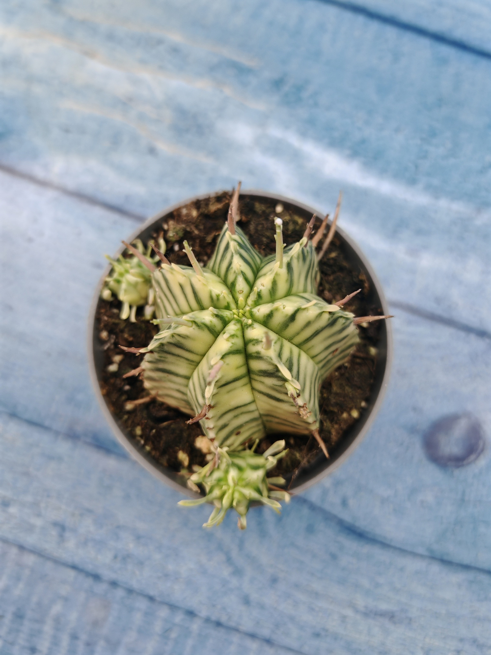 Euphorbia meloformis f. Variegated (Эуфорбия вариегатная)