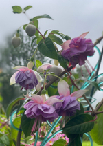 Фуксия Lenny Ervin