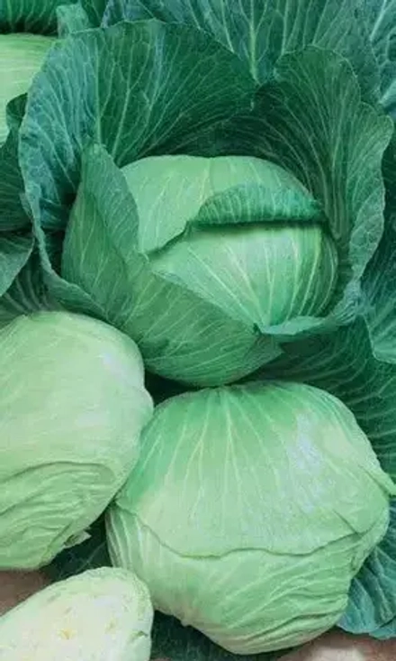 Капуста б/к Чудо на хранение F1 (Симбиоз) 0,3гр УрДачник