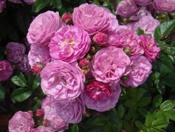 Аллевья (Allevia)