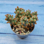 Tephrocactus Molinensis Red Glochids (Тефрокактус)