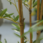 Искусственный бамбук 180 см.