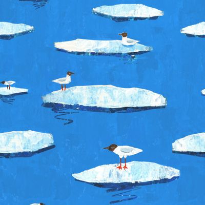 Чайки на льдинах