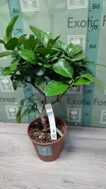 C. limon “Cuoriforme”