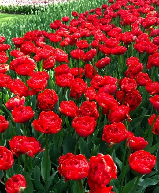 Тюльпан Махровый поздний Миранда Закупка М78 сентябрь 2026