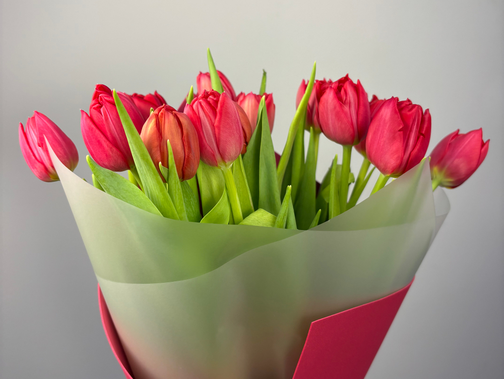 Букет из 15 махровых тюльпанов