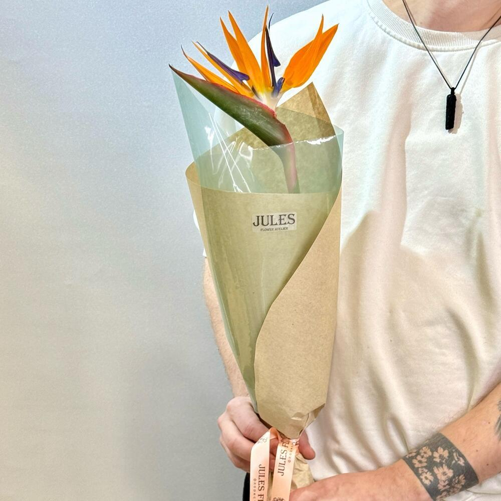 Стрелиция - райская птица. Экзотика с темпераментом