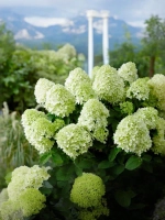 Гортензия метельчатая Литтл Спуки