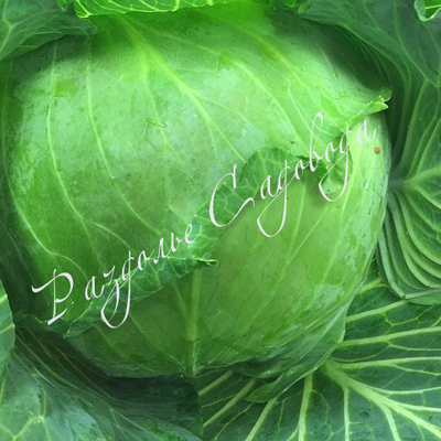 Капуста белокочанная поздняя