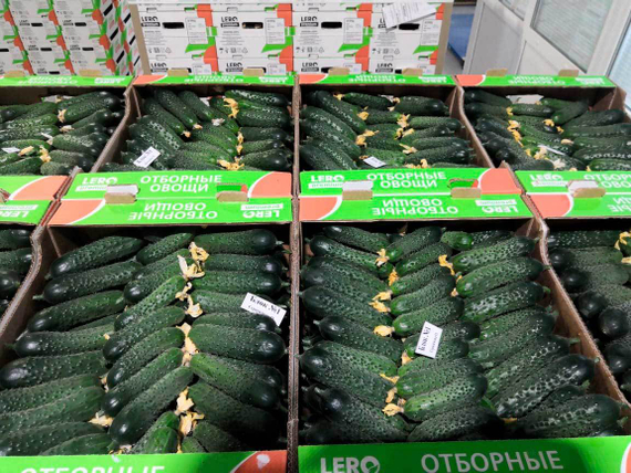 Киборг F1 семена огурца партенокарпического (Гавриш) – фото 7