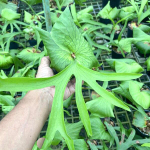 Платицериум P.CORONARIUM