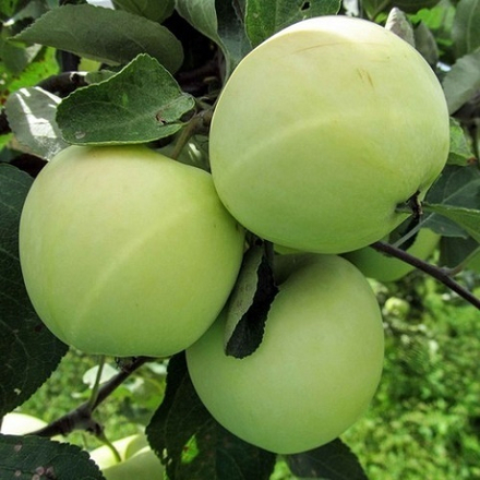 Яблоня летняя Белый Налив