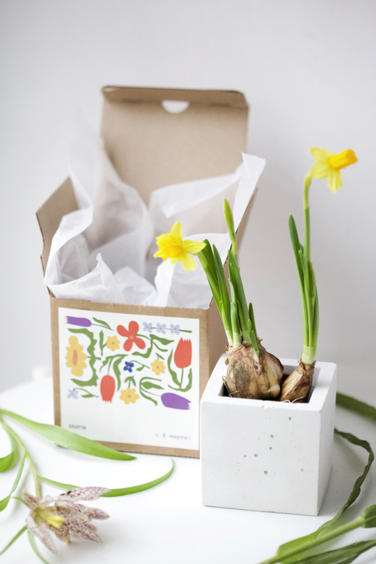 Кашпо кубическое 8см с первоцветом