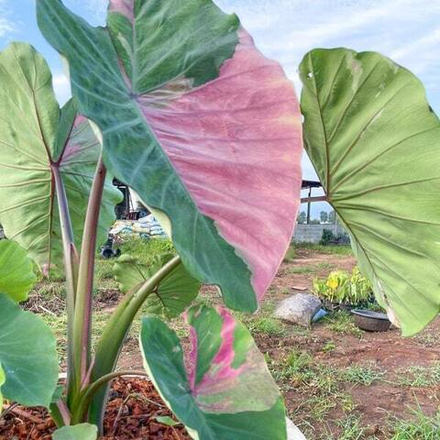 Колоказия PHRA SAENG PINK
