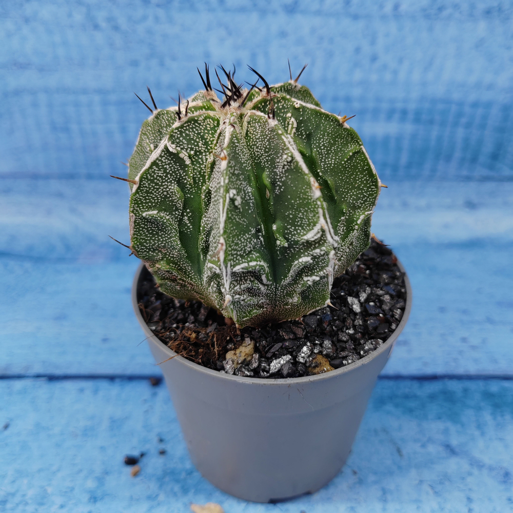 Astrophytum Myriostigma cv. Fukuryu (Астрофитум)